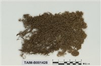 藏品(泥炭苔屬)的圖片